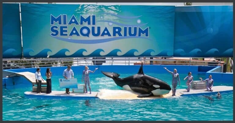 After Orca Kept In Captivity For 50 Years – See The Rescuer’s Shocking Plan