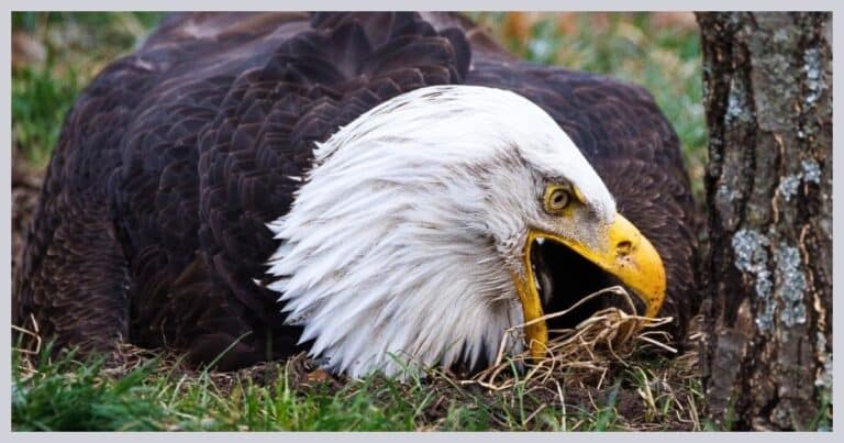 Bald Eagle Found Caring For a ‘Baby’ – But It’s Not An Eagle, It’s Not Even An Animal