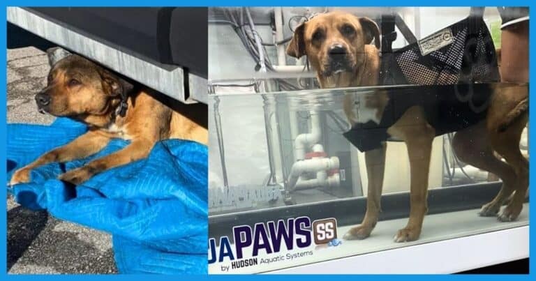 Rescuers Find Paralyzed Dog Trapped Under a Car – What They Do to Save Him Is Just Miraculous