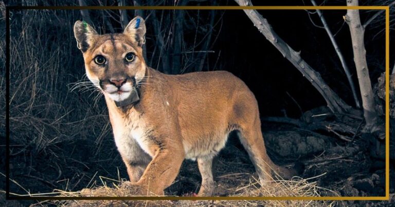 Friendly Mountain Lion Trapped By Highway – Then Everyone Hatches A Perfect Plot To Save Him