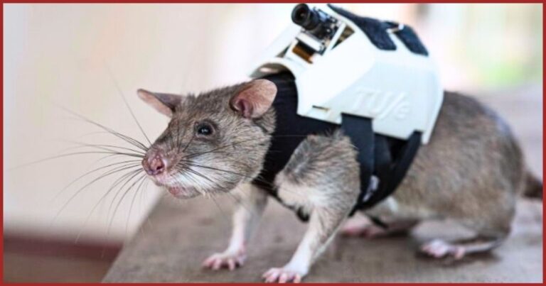 Rats Are Being Trained To Wear Backpacks – You’ll Never Guess What These Tiny Rodents Will Do