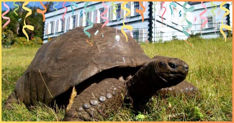 This Giant Tortoise Gets An Epic Bday Celebration – But His Real Age Is Even Crazier