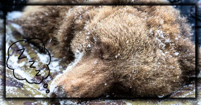 Hibernating Bears Have a Very Big Secret – And 1 Doctor Just Figured It Out