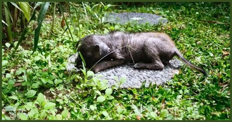 Stray Puppy In Grass Won’t Stand Up – Rescuers Inch Closer, Then Jump Back In Alarm