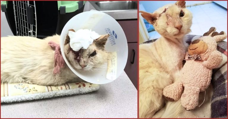 Vet Says Cat With Severe Burns Should Be Put Down – But Rescuers Spot Something He Doesn’t