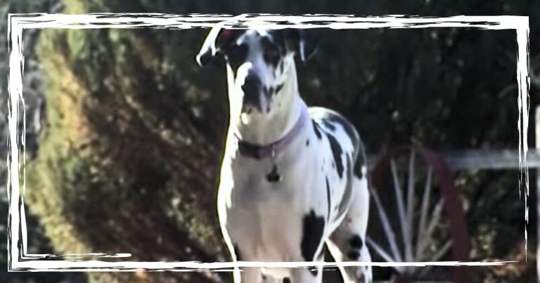 Pup Stares Down The Driveway, Refusing To Budge – Owner Looks And Rushes To Dial 911