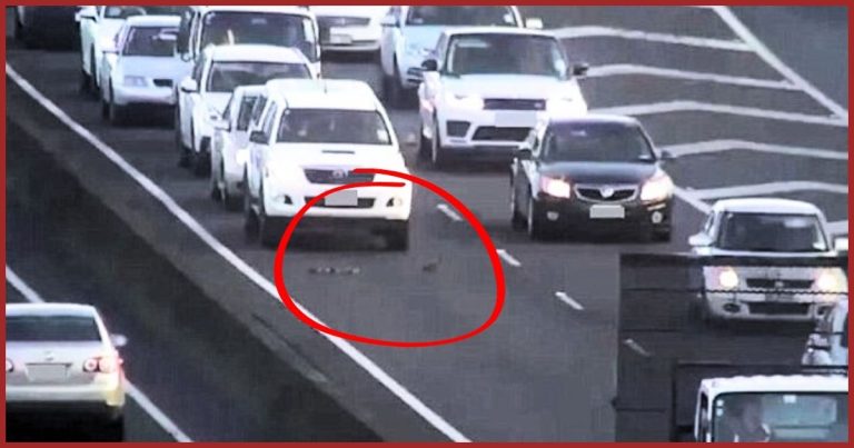 Tiny Animal Family Trapped On A Highway – Traffic Cam Captures Their Desperate Dash