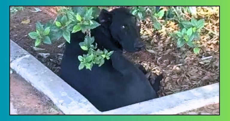 Scared Pup Found Shaking In The Bushes – He’s The Only Witness To An Unspeakable Crime