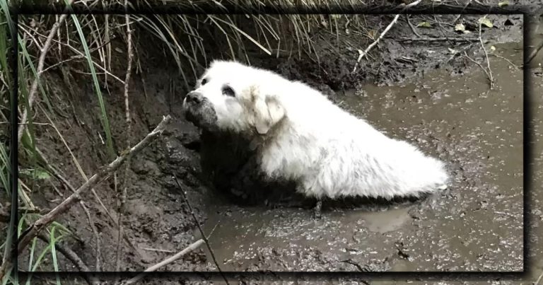 Giant Senior Pup Gets Stuck In The Mud – He’s Finally Saved … But Not By A Human