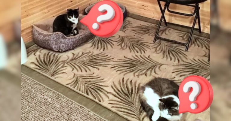 Grandson Tells Grandma One Of Her Cats Isn’t A Cat – And Her Response Is Just Amazing