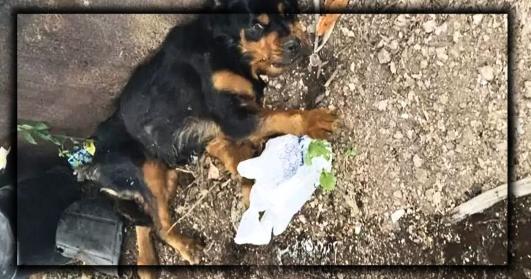 Lonely Pooch Abandoned Near Filthy Dumpster – Rescuer Notices Why Pup Can’t Raise Her Head