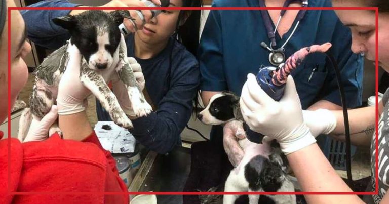 Four Tiny Puppies Covered In A Strange Substance – Rescuers Feel Their Fur And Stifle A Sob