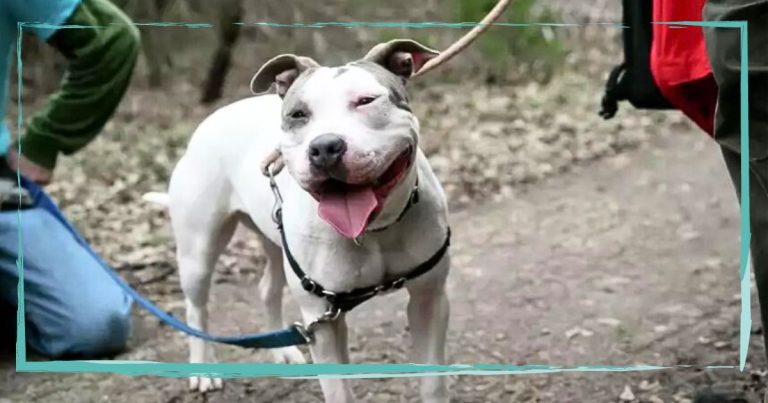 Smiling Pit Bull Rejected From Her Dream Job – The Excuse Infuriates Dog Lovers