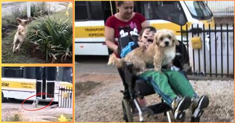 Loyal Puppy Races To Help Handicapped Boy Off The Bus, And Mom Snags Her Camera