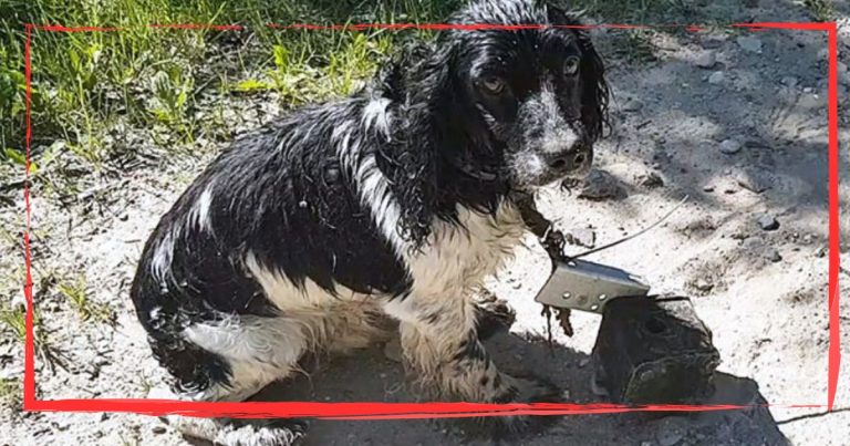 Shivering Pup Begs A Woman For Help, Then She Spots A Weird Object Tied Around His Neck