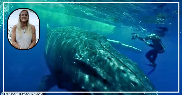 Gigantic Whale Starts Pushing Terrified Scuba Diver – She Doesn’t Realize He’s Saving Her Life