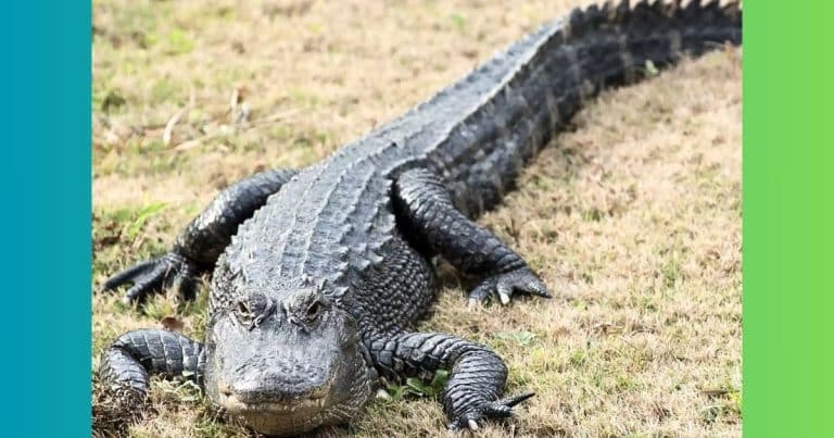 10-Foot ‘Alligator’ Sparks Town Panic – But When It’s Finally Captured, Residents Are Left Speechless