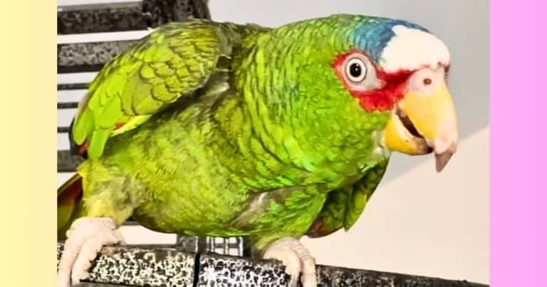 Dirty-Talking Parrot Needs A Home … Guess How Many People Apply To Adopt Him