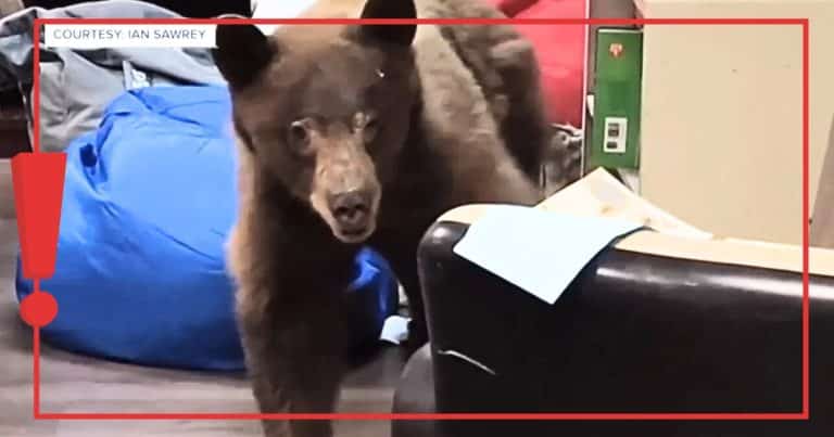 Lost Bear Strolls Into A Classroom … Then A Teacher And Her Husband Spring Into Action