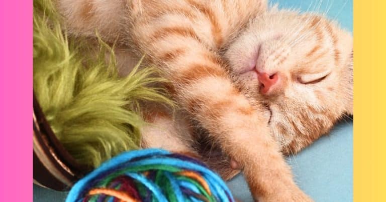 Orphan Kitten Has One-Of-A-Kind Feature – He Has 4 Of These … And They’re Not Paws