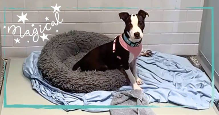 Scared Shelter Pets Start to Panic, Then Teen Genius Makes 1 Move to Calm Them All in Seconds