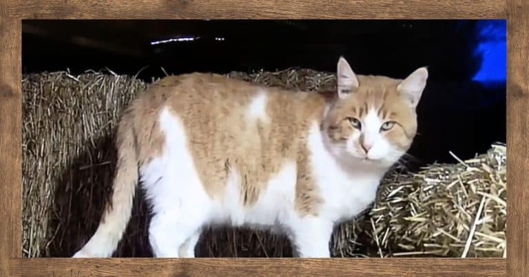 Freezing Cats Find Themselves Boxed In – But Then The Camera Catches Something Amazing…