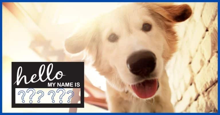 Most Popular Dog Name Revealed – Max is Gone, Here’s the New No. 1