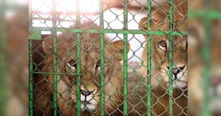 Scared Rescue Lion Gets A Taste Of Freedom – His Incredible Reaction Will Melt Your Heart