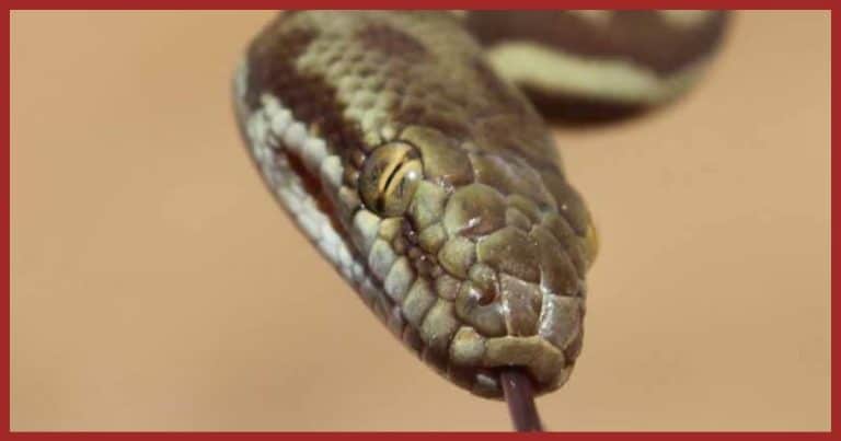 Giant Python Invades Airplane Seconds Before Takeoff … Then 1 TV Star Springs Into Action