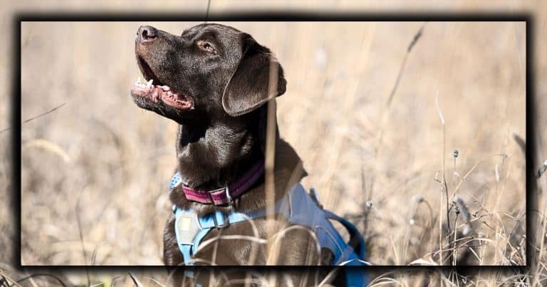 Chocolate Lab Takes On A Monumental Task – And It’s Poised To Change The World