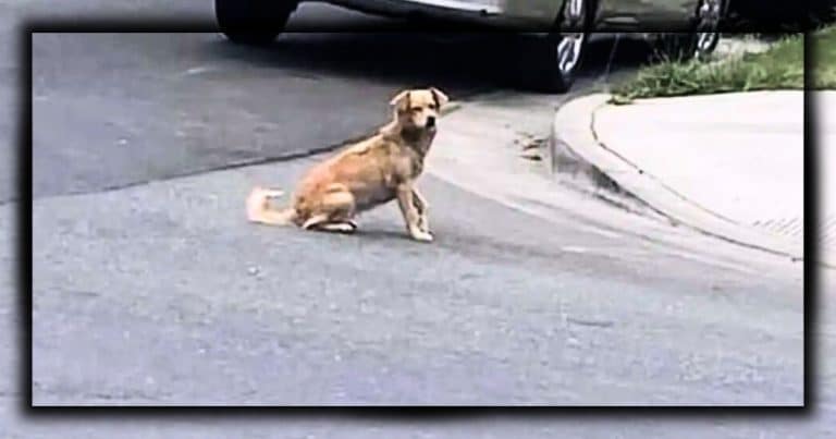 Stray Dog Roamed The Streets For Months – Then Someone Spotted Her Adorable Secret…