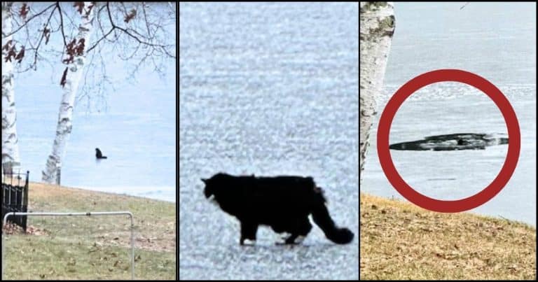 A Blind Cat Fell Into An Icy Pond, Then Strangers Raced To The Rescue With 1 ‘Miracle’ Tool