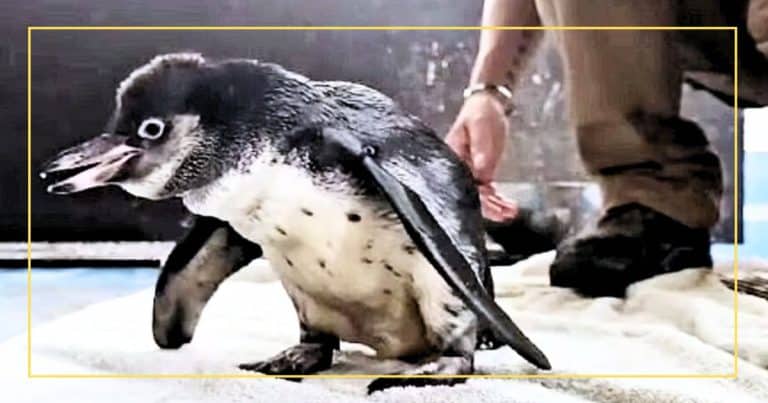 A Baby Penguin Loses Her Waddle – So Zoo Staff Invent A Crazy Way To Help Fix Her