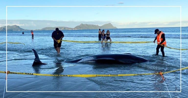 30 Whales Found Stranded On A Beach – Then Rescuers Grab 1 Unusual Tool And Spring Into Action