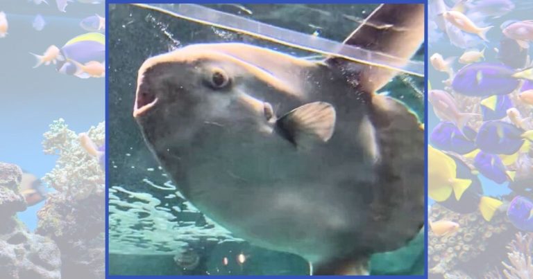 Aquarium Sunfish Starts Acting Sad – So Staff Came Up With 1 Wacky Idea To Cheer Him Up