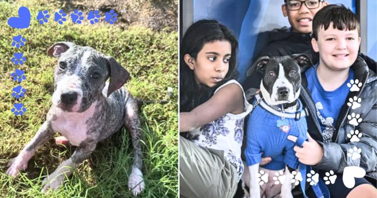 Puppy Was Found In The Worst Place – But Now She’s Bringing ‘Pawsitivity’ To Students