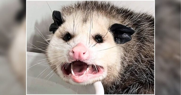 Woman Stumbles Upon Dazed Opossum – She Spots What’s On Her Paws And Races To The Vet