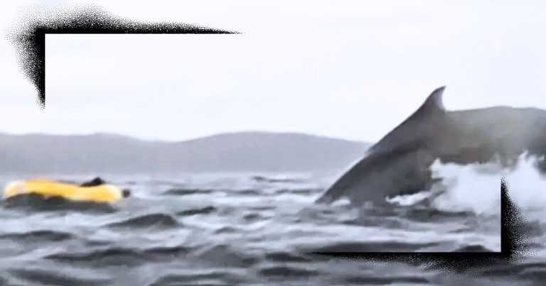 Kayaker Spots Whale Speeding Toward Him – Where He Ends Up Next Has Everyone Gasping