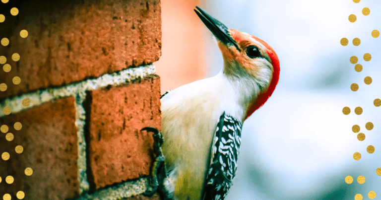 After Woodpecker Pokes Holes In The Wall – Pest Control Left Speechless When They Look Inside