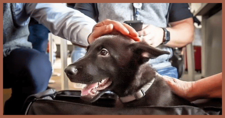 Terrified Puppy Abandoned At The Airport – Who Flew To His Rescue Melts Hearts