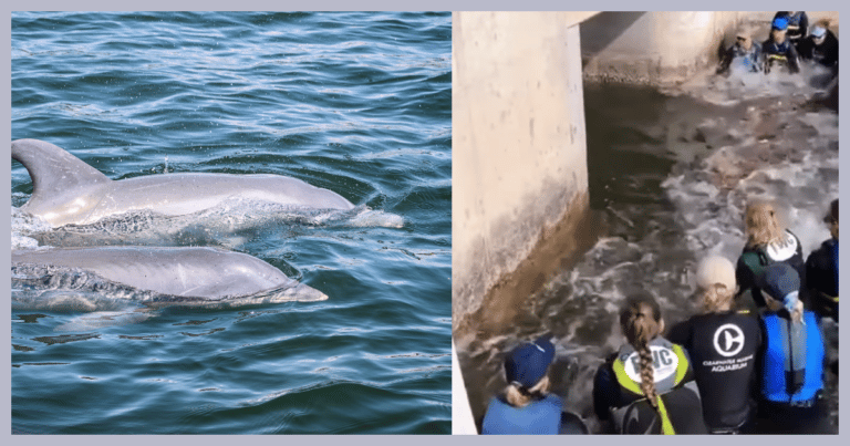 Stranded Dolphins Lose Their Way – Then Scientists Jump In With An Amazing Plan