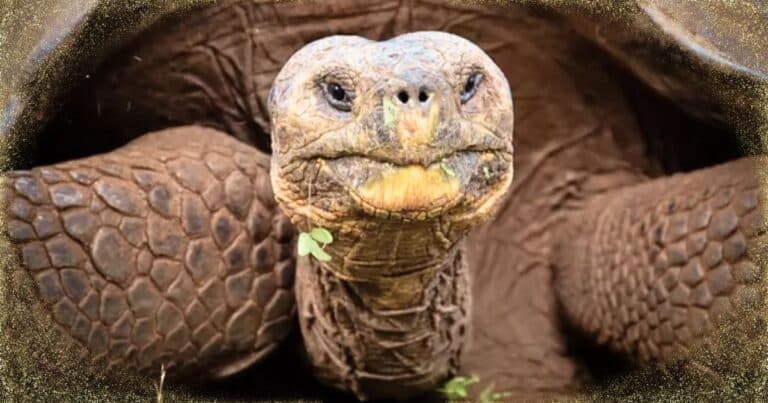 90-year-old Tortoise Dill-lighted To Be A Dad – You’ll Never Guess The Names Of Mr. Pickle’s Babies