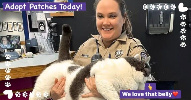 Nobody Wanted This 40-Pound Cat – Then Rescuers Hatch A Genius Idea – Watch