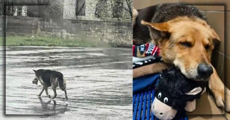 Rain-Soaked Dog Found Carrying A Toy – When Rescuers Learn Why, Their Hearts Break