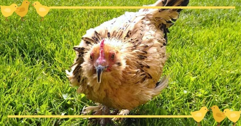 Special Chicken Sets Unlikely World Record – It’s “Cluck-tastic” News For The Astonished Owner