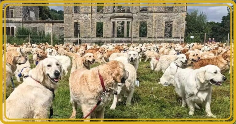 Scottish Field Gets Overrun By 500 Dogs – You’ll Be Paws-itively Shocked When You Hear Why