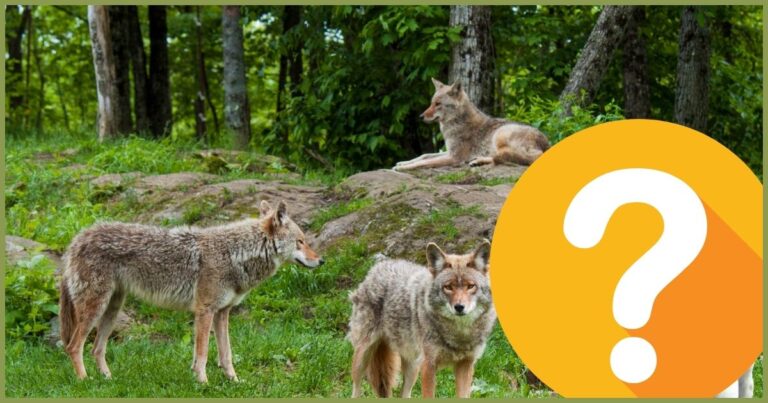 Wild Pack Of Coyotes Overruns Town – But When They Look Closer, 1 Animal Isn’t Quite What It Seems