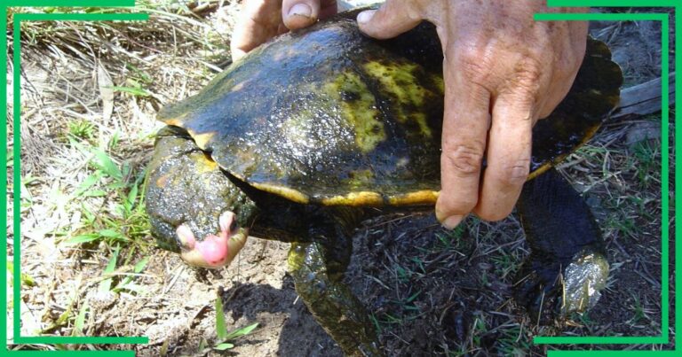 Famous ‘Hunter’ Makes Amazing Discovery – 33 Years Later, His Son Does Something Incredible