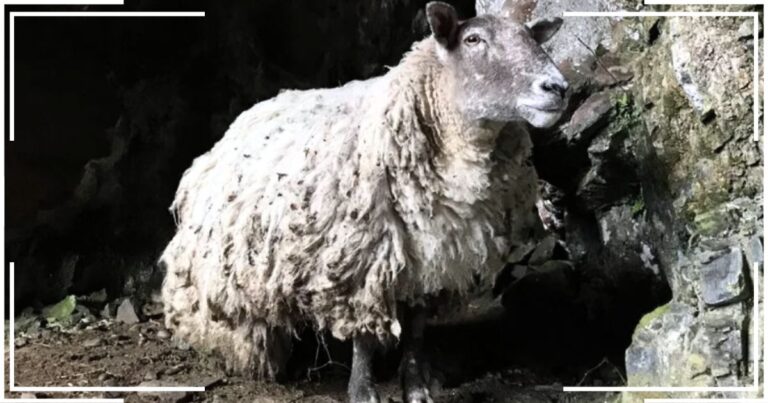 This Sheep Got Stuck In 1 Crazy Place – Years Later, Farmers Finally Launch A Daring Rescue