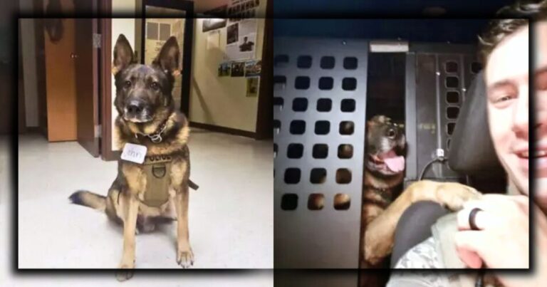 After Soldier Says Goodbye To K9 Partner – He Gets Bombshell News About Hero Pup